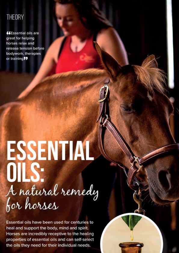 Understanding Equine Aromatherapy Essential Oils for Horse Health